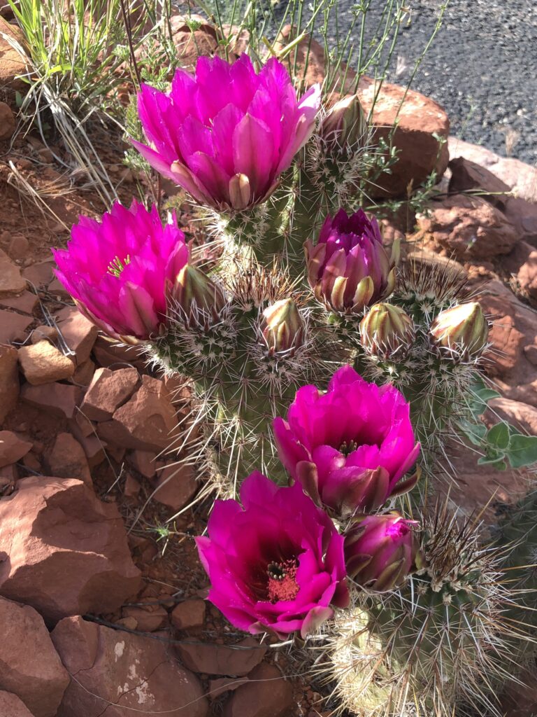 Cactus Flowers