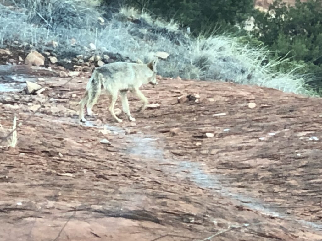 Coyote