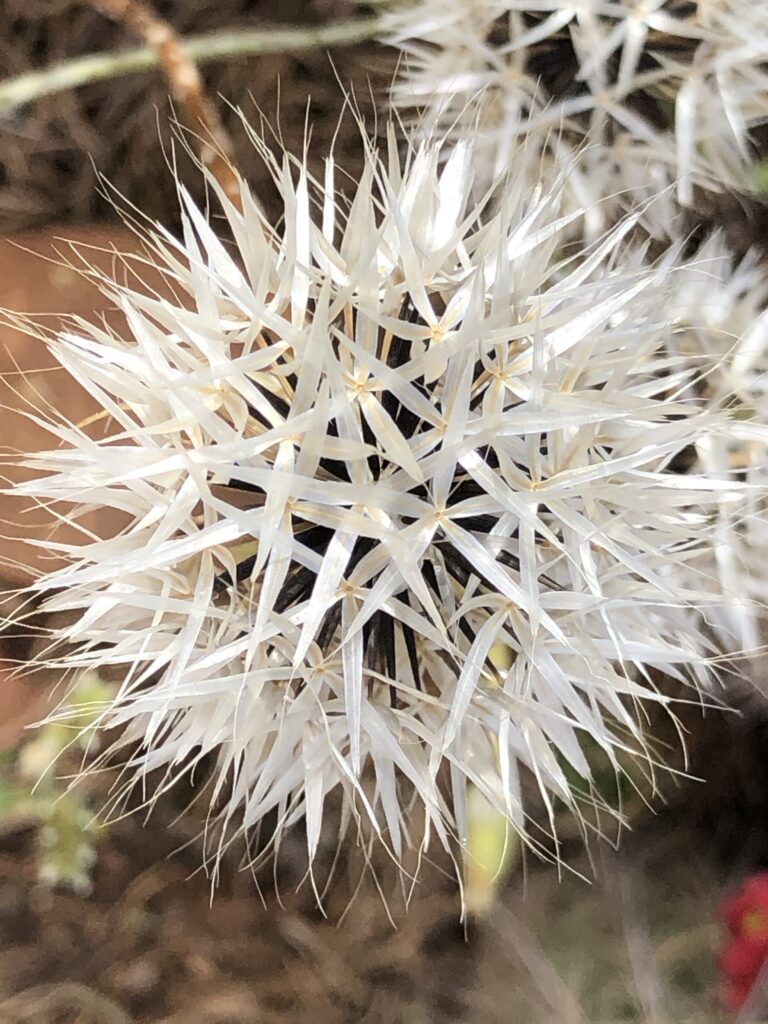 White Flower