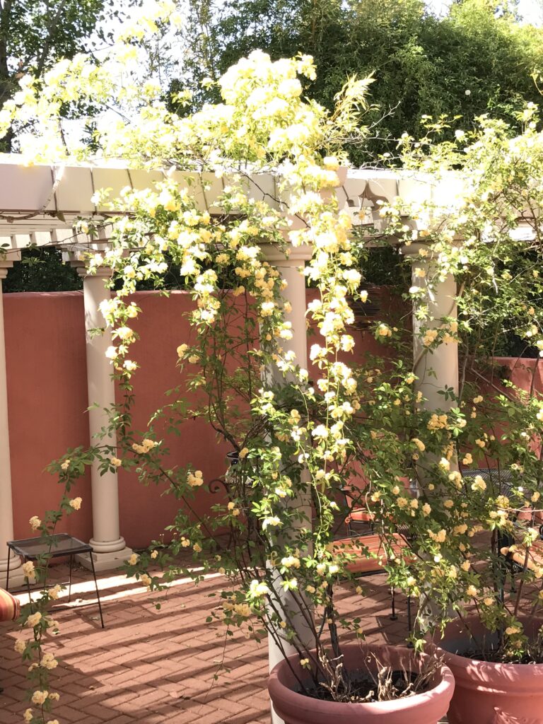 Flowers over the Arbor