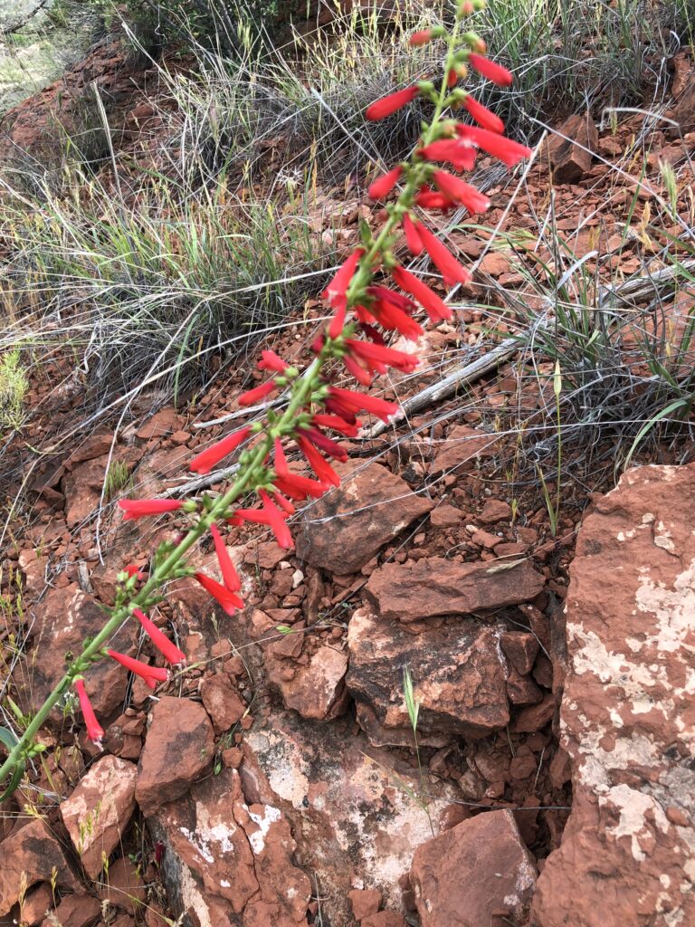 Red Flower