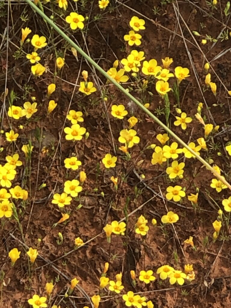 Yellow Flower